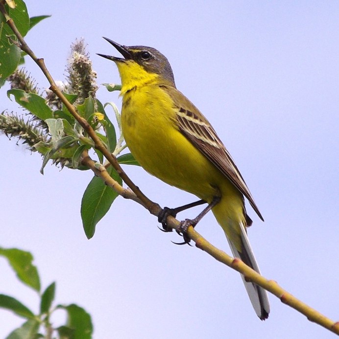Green Warbler птица