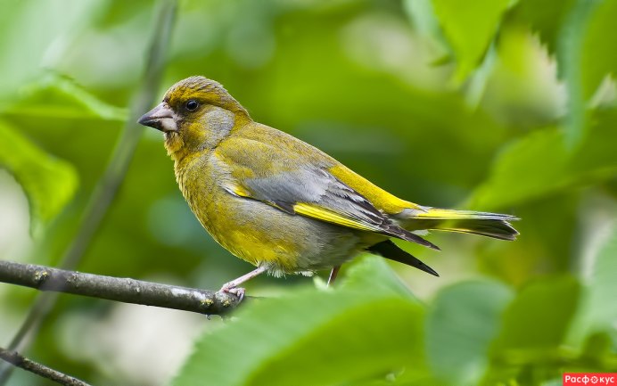 Птичка с оранжевым животом