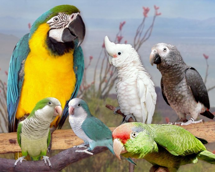Conure Parrot