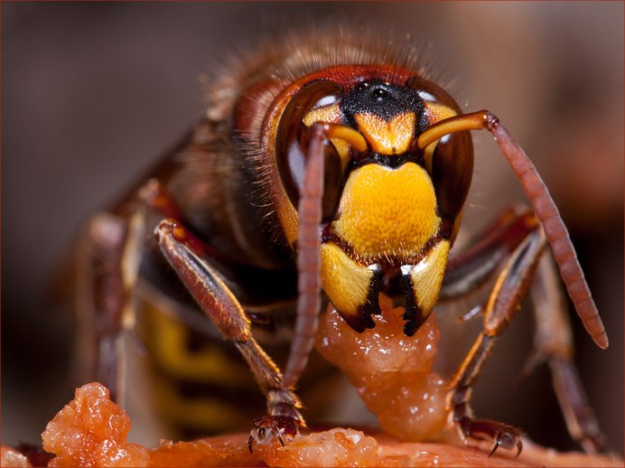 Vespa mandarinia Шершень