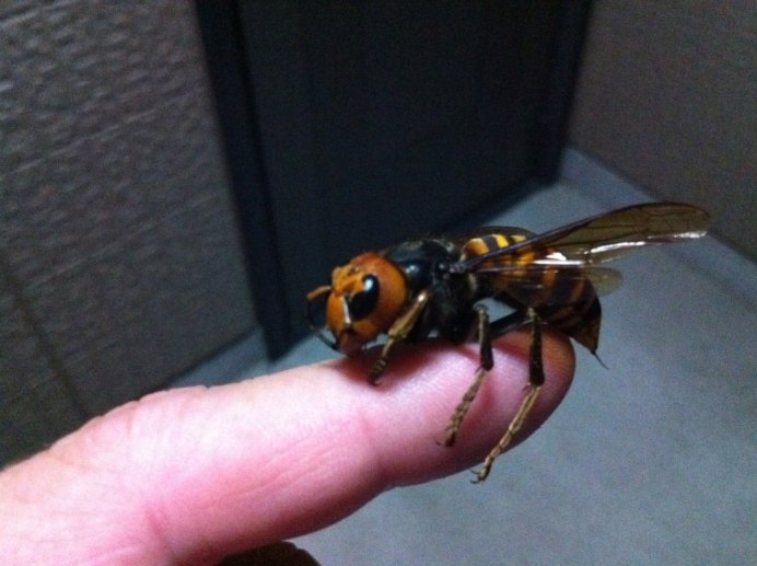 Vespa mandarinia Шершень