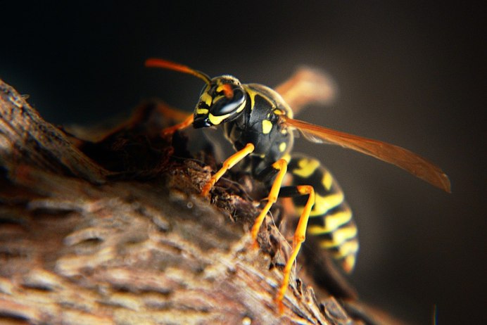 Wasp Оса