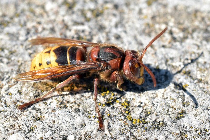 Шершень обыкновенный Vespa crabro