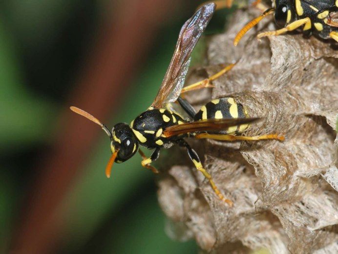 Wasp, Restyling. (Оса), метис