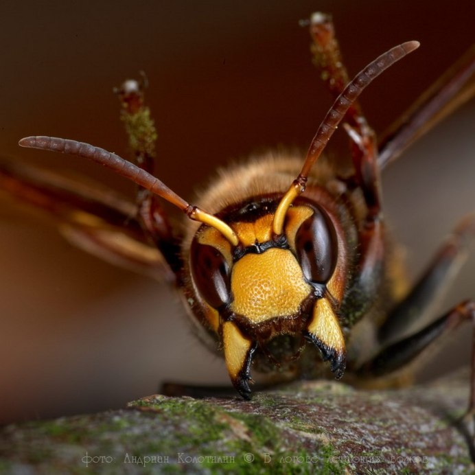 Vespa mandarinia Шершень