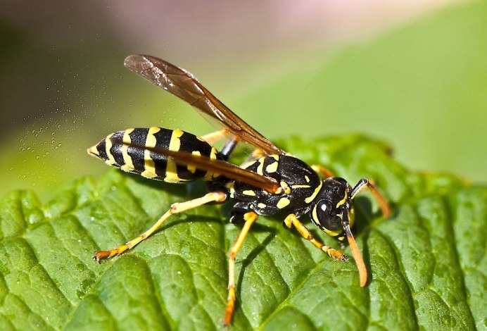Yellow Jacket насекомое