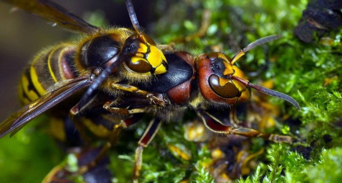 Vespa mandarinia Шершень