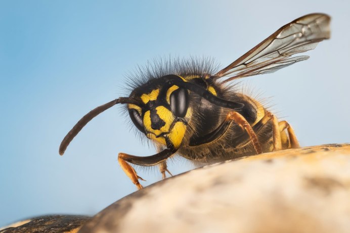Шершень Vespa velutina