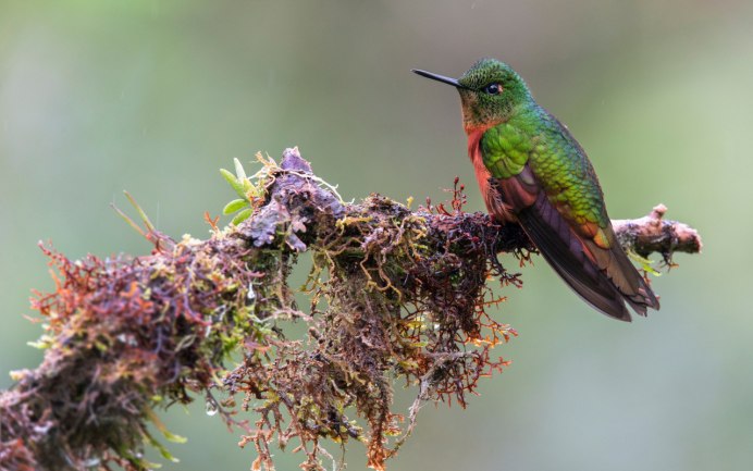 Colibri коричневый