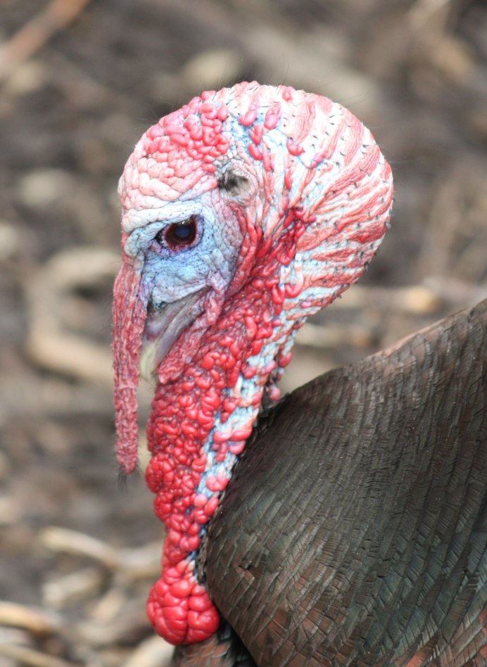 Meleagris gallopavo