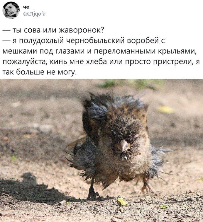 Общипанная курица