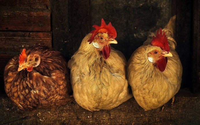 Курятник в деревне