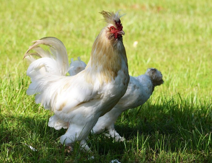 Петух перед курами фото