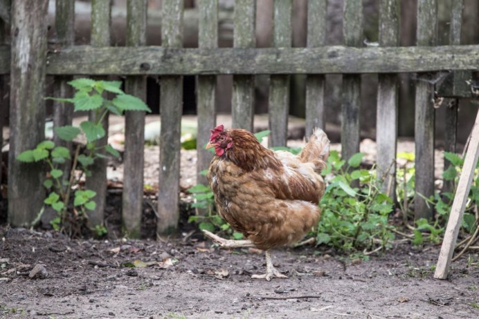 Доркинг порода