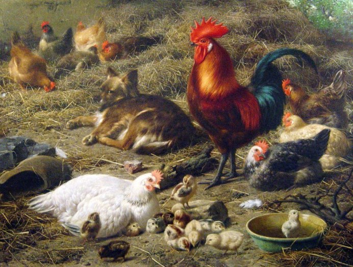 Старые куры