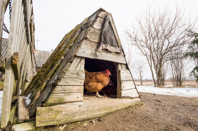 Куры на насесте