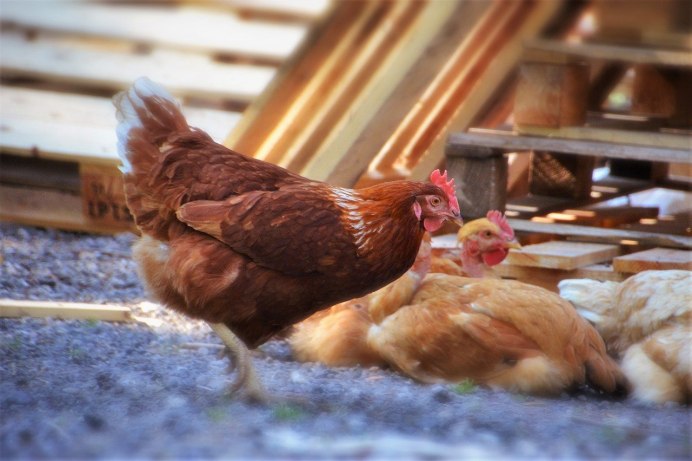 Домашняя птица серебристый