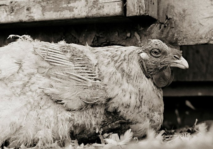 Старые куры