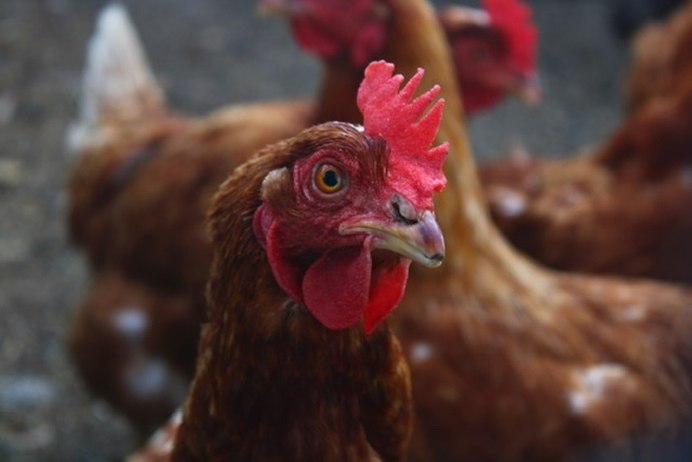 Гребень у курицы