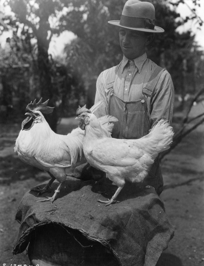 Старые куры