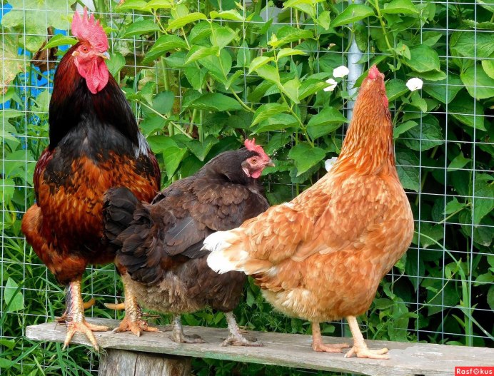 Курятник в деревне