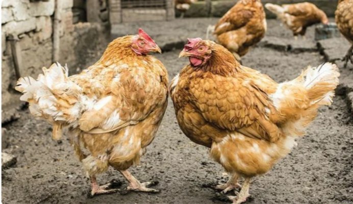 Аурикан куры