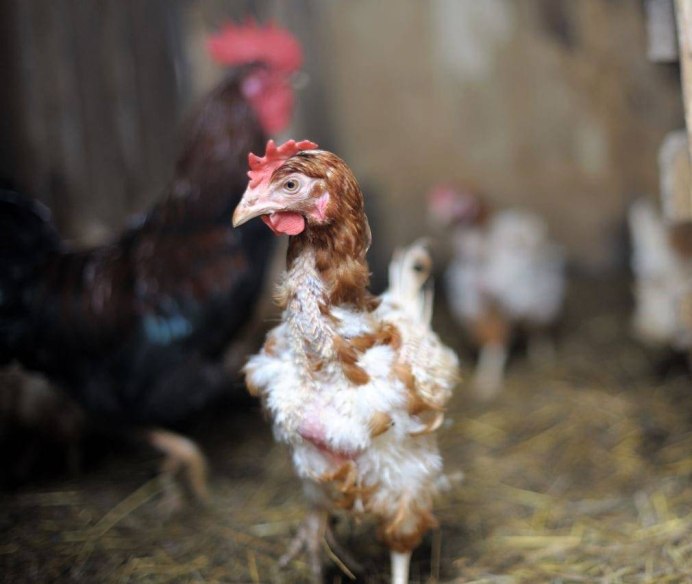 Куры Брекель