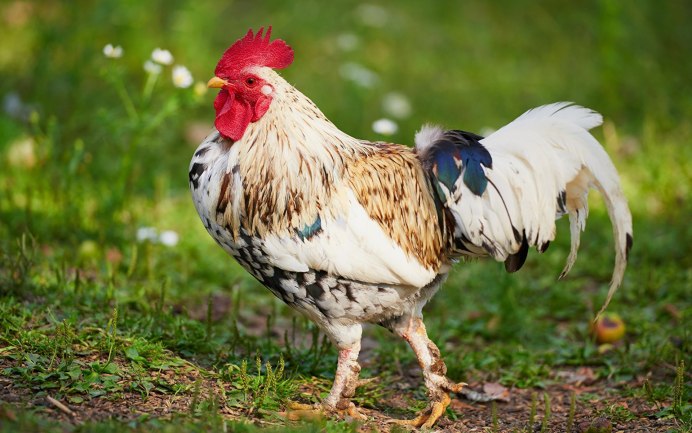 Бурая курица