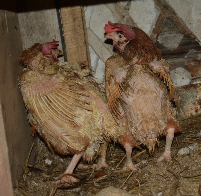Куры на птицефабрике