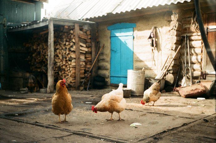 Майк Безголовый петух проживший