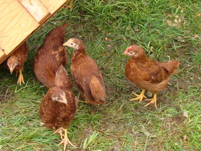 Ред Браун куры