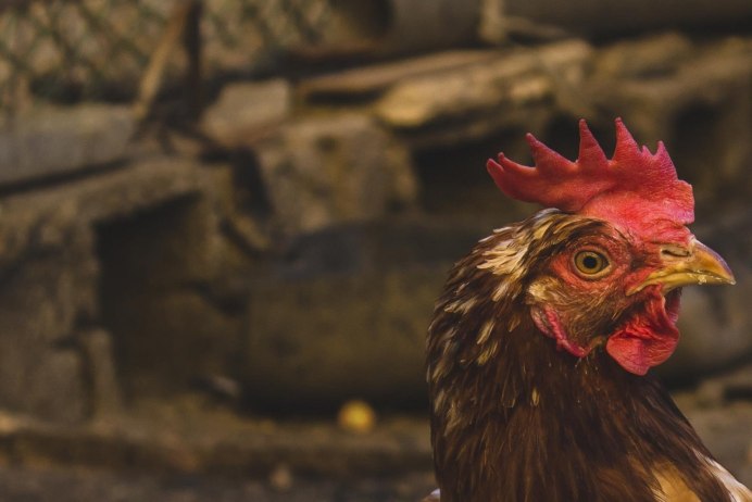 Возраст кур несушек