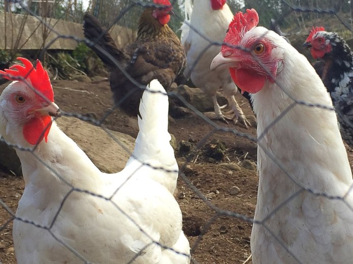 Красивые петухи и куры