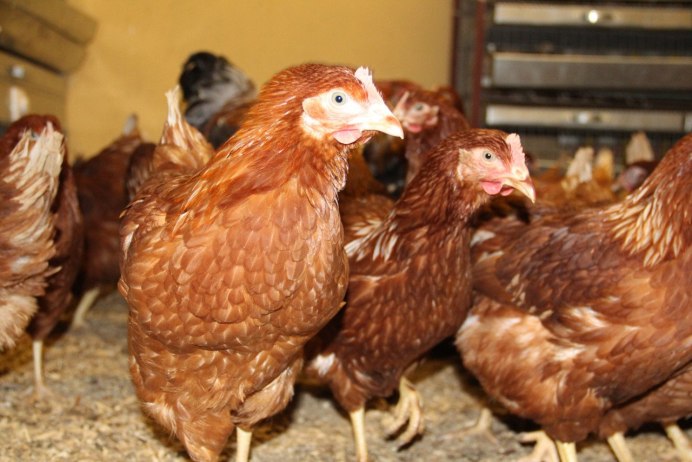 Молодая Курочка фото