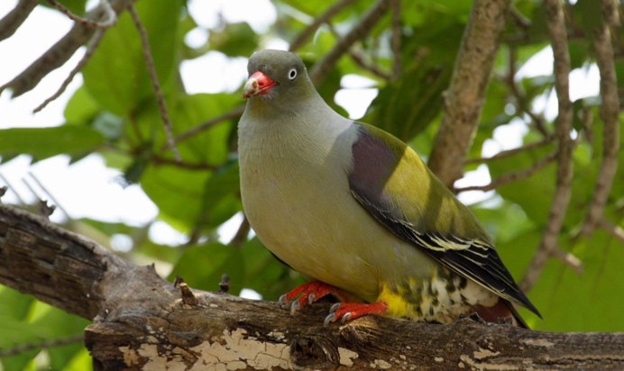 African Green Pigeon - Treron calvus