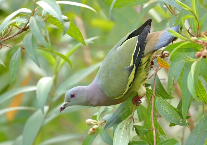 Treron calvus