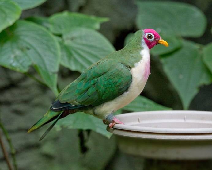 Columba larvata