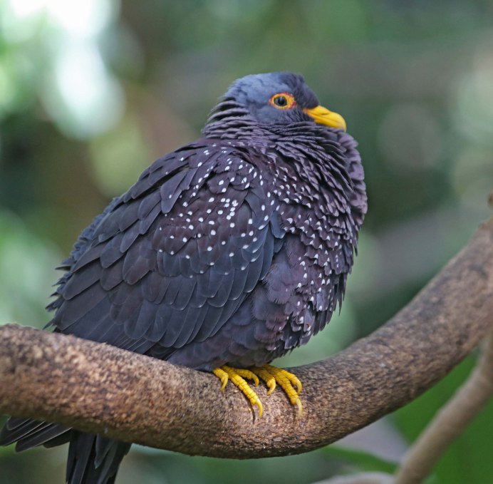 Columba arquatrix