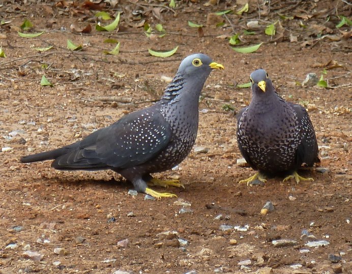 African Olive Pigeon - Columba arquatrix