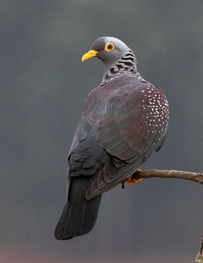 Ptilinopus magnificus