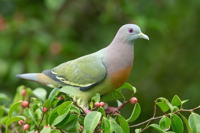 Африканский зелёный голубь (Treron calvus)