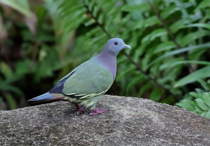 Treron sieboldii