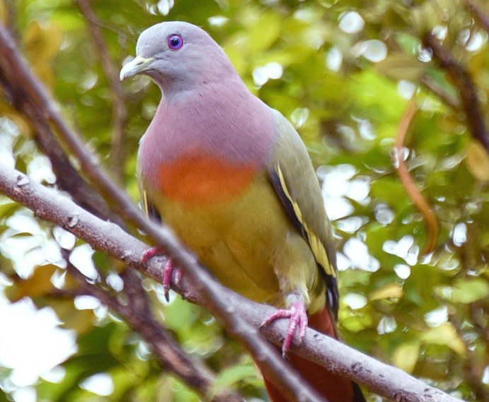 Treron calvus