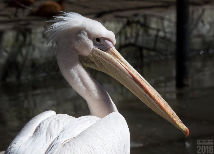 Водоплавающие птицы утки и гуси
