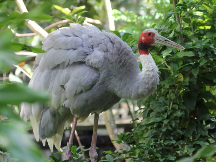 Золотой фазан птица