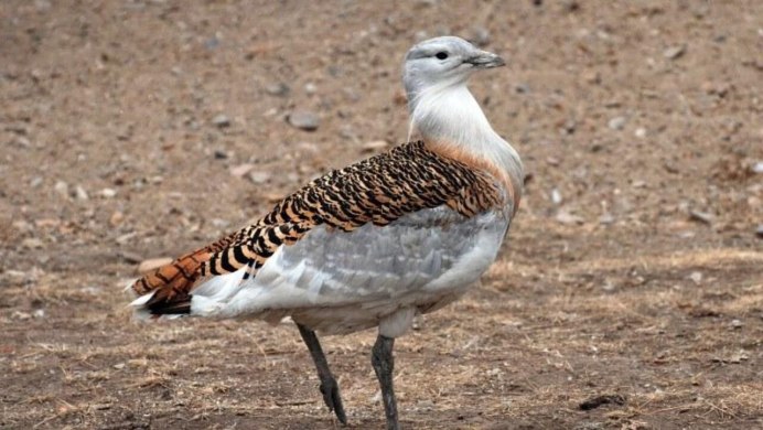 Турухтан птица