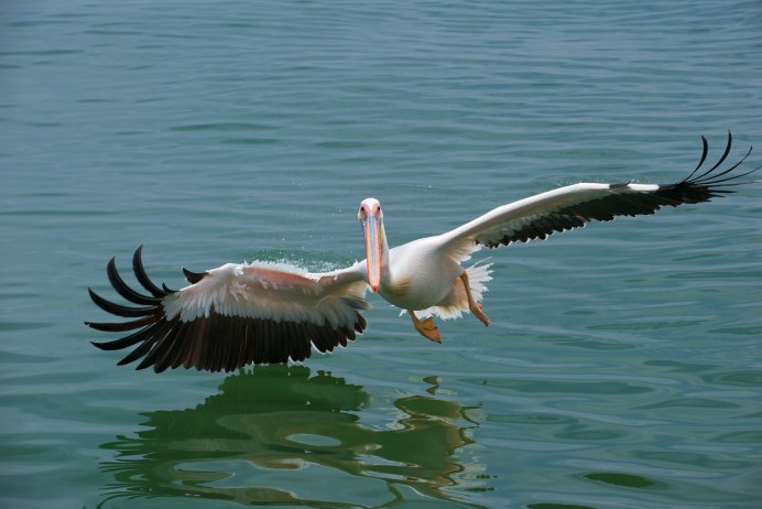 Бананоед Ливингстона птица