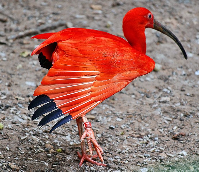 Красный Ибис Южная Америка