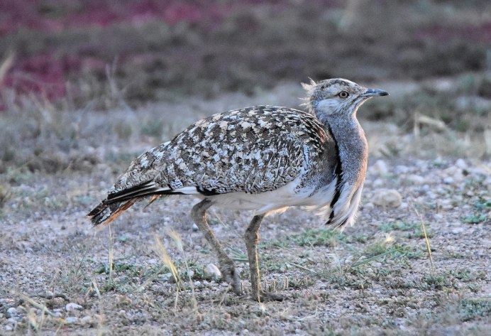 Императорская Райская птица