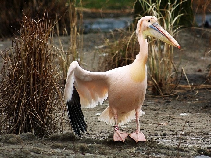 Птицы Пеликан розовый Пеликан